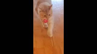 Maine Coon Plays Fetch by Maine Coon Adventures 27 views 2 years ago 1 minute, 11 seconds