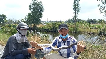 Cao thủ bẫy rắn mùa gió chướng vui mừng dính rắn hổ hành ngon không thể tưởng | Cần gò Công