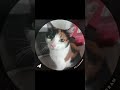 ПОСТАВИЛ НА МЕСТО! Автор видео: @looo0zzz  #юмор #мемас #прикол #комментарии #мем #мемы