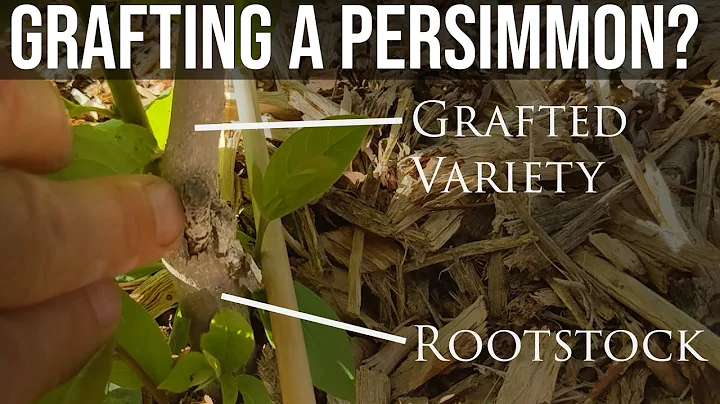 What tree nurseries don't want you to do. Persimmon graft failure, graft your own scion to rootstock
