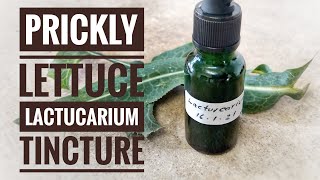 How to make prickly lettuce tincture