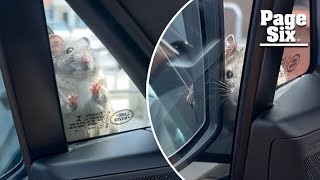 Kyle Richard panics while trapped in her car with a rat looking in the window in wild video