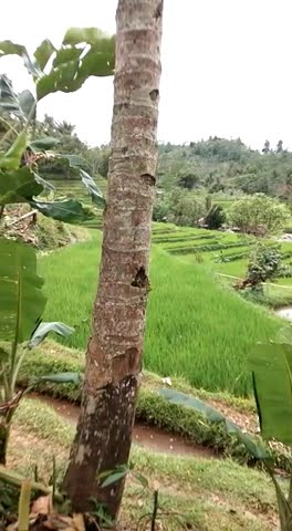 Keindahan pemandangan sawah alam sunda