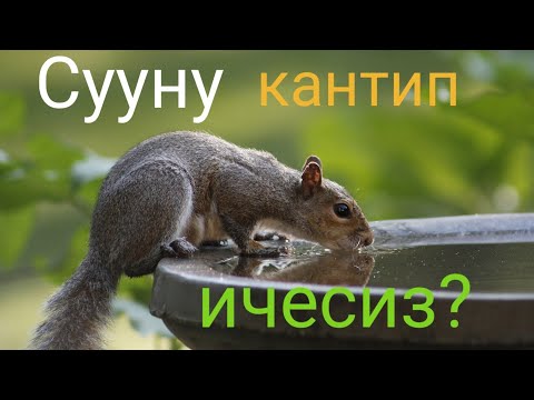 Video: Ncidq үчүн өтүү баллы кандай?