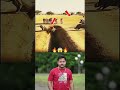 Sher 🦁 vs Genda 🦏 Ka Dangerous Challenge 😱 Jungle Ka King Kaun? 🔥 #shorts