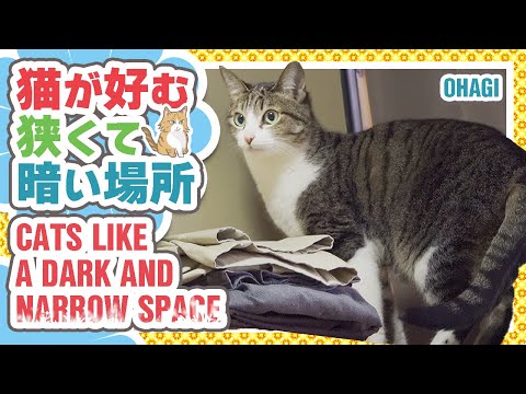 猫が好む狭くて暗い場所