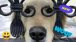 😂😂Woof Woof! The Ultimate Funny Dog Video👌👌