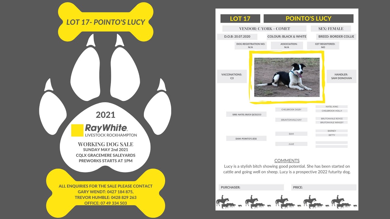 RAY WHITE LIVESTOCK ROCKHAMPTON WORKING DOG SALE LOT 17 POINTO'S