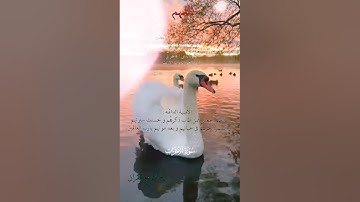 تلاوة خاشعة عطرة مباركة جميلة عذبة مميزة طيبة للشيخ ماهر المعيقلي ماتيسر من سورة  الأحزاب