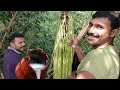 Toddy tapping method in Kerala ( palm  trees )