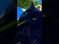 Simba I Miss You ЁЯШнтЭдя ПтАНЁЯй 1 02 2025 He Was Just 4 ЁЯТФтЭдя ПтАНЁЯй Simba I Miss You ЁЯШнтЭдя ПтАНЁЯй 1 02 2025 He Was Just 4 ЁЯТФтЭдя ПтАНЁЯй