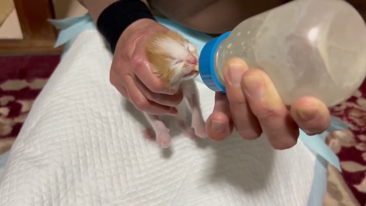 段ボールに捨てられていた子猫を保護しました。