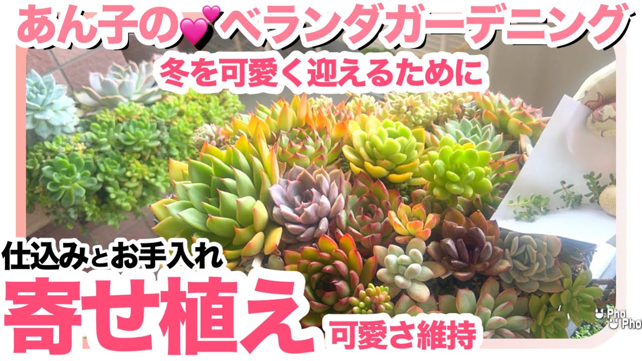 7/1 🌺可愛い寄せ植えであり続けるために🥰【多肉植物】【寄せ植え