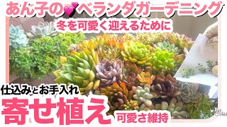 7/1 🌺可愛い寄せ植えであり続けるために🥰【多肉植物】【寄せ植え