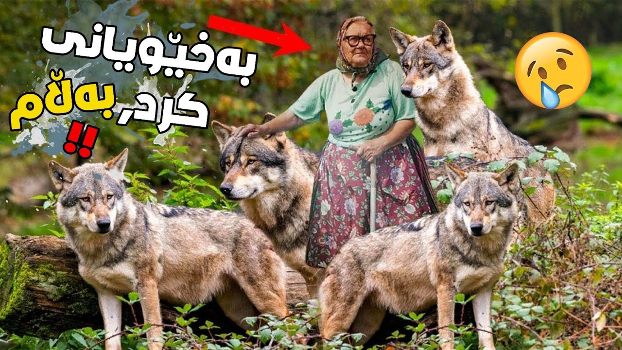 پیرەژنێک 4 بێچووە گورگی ڕزگارکرد! وە کاتێک گەورەبوون چۆن چاکەکەیان دایەوە؟!!
