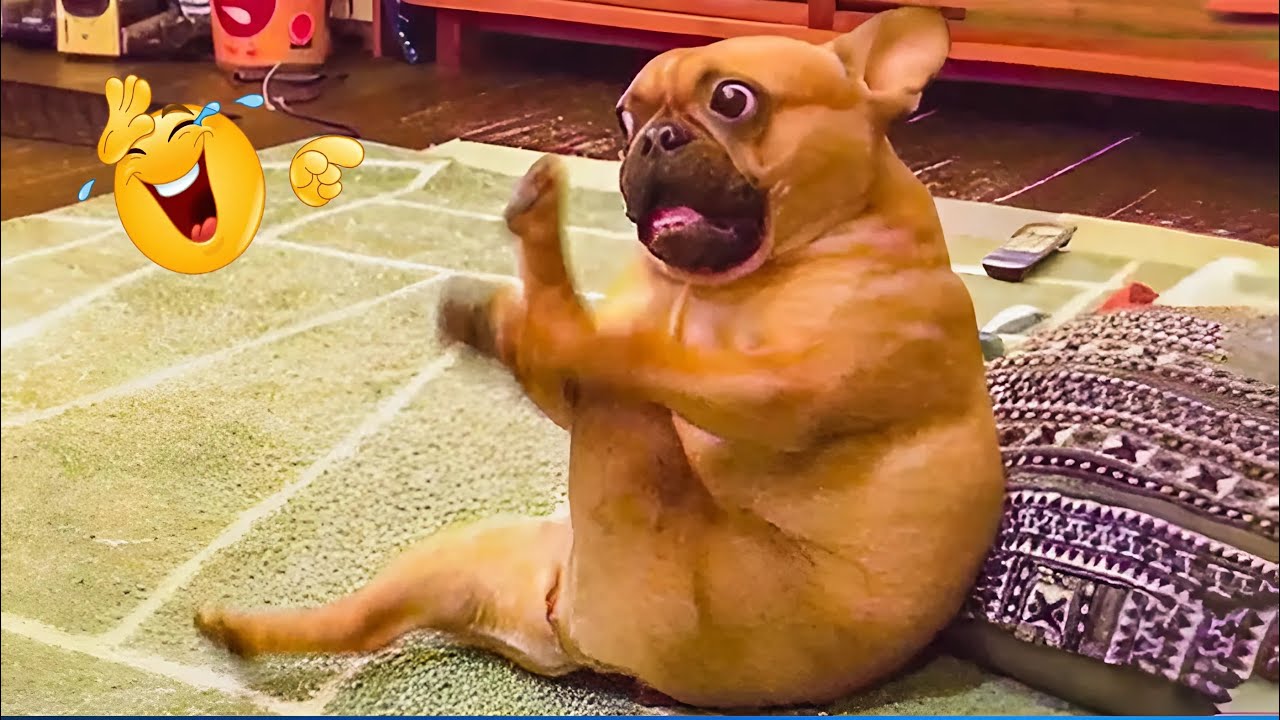 Unexpected Laugh with these Funny Dogs 😹🐶 Best Funniest Dog Videos of 2025