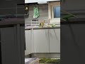 My parrot is throwing all my dishes off the counter 😭💥 #parrot #funnybirds