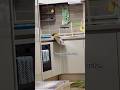 My parrot is throwing all my dishes off the counter 😭💥 #parrot #funnybirds