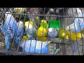 Lalukhet Sunday Market Jaal Rates (5 Jan 2026) | Bird Cages & Nets Price Update
