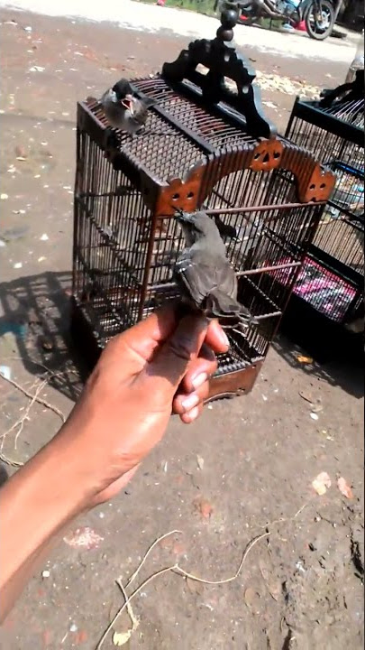 ciblek semi vs cikris