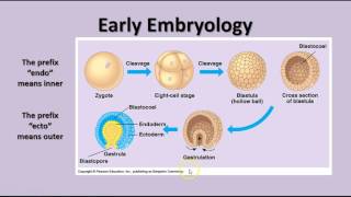 Unit 14 - Animal Embryos