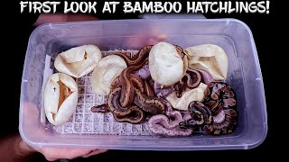 First Look at New Bamboo Ball Python Hatchlings! by Chris Hardwick 6,230 views 1 year ago 29 minutes