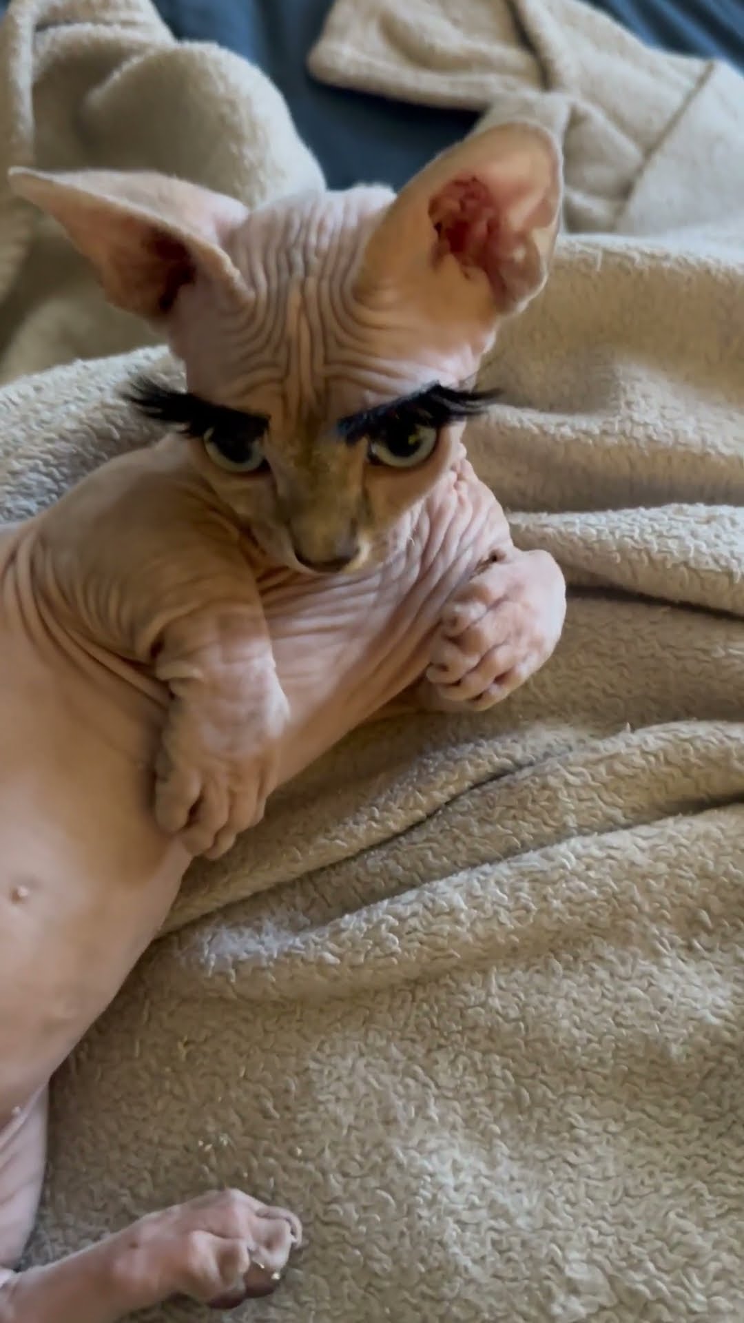 Hairless Cat With Lucious Lashes || ViralHog