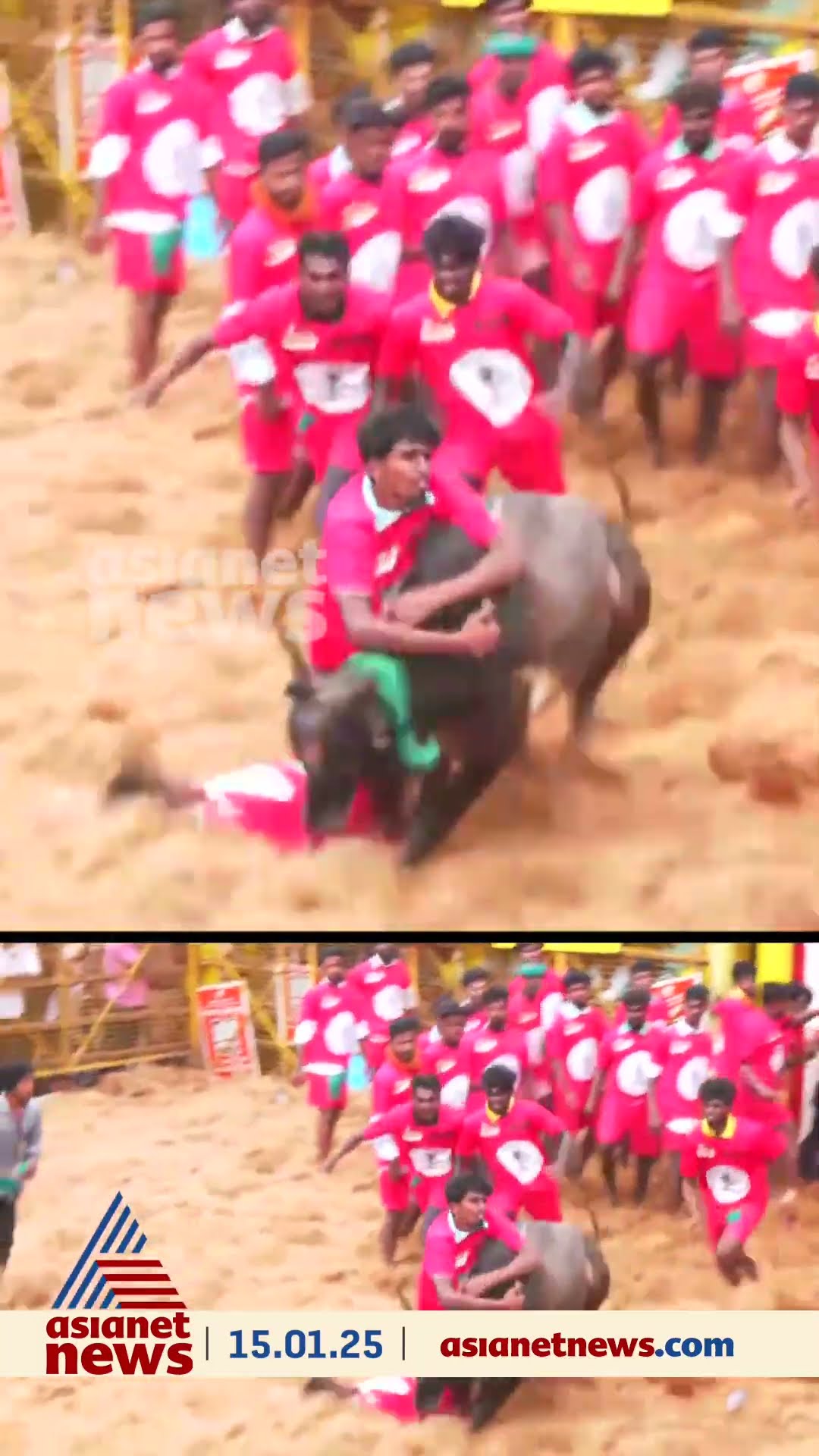 പൊങ്കൽ ആഘോഷങ്ങളുടെ ഭാഗമായി മധുരയിലെ പലമേട് നടന്ന ജെല്ലിക്കെട്ട് ആഘോഷം
