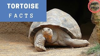 Tortoise Fun Facts!