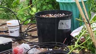 Angry Outdoor Gardening.  Just what I don't need hail