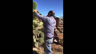 ¿Quién a comido el corazón del nopal; ? mi Gente de San Juan Acazuchitlán,