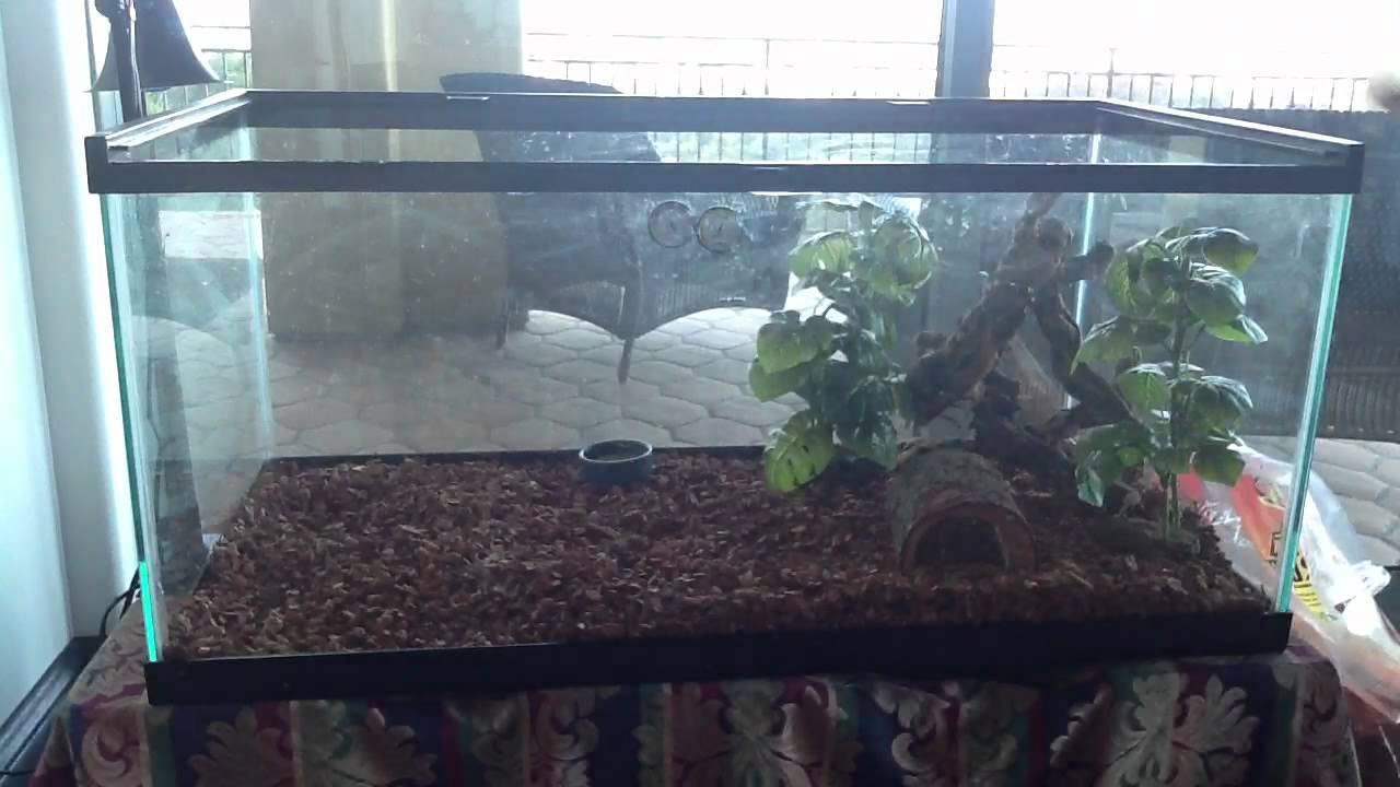 The best Chinese water dragon enclosure step by step YouTube