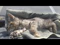 死にかけの子猫が復活