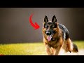 7 Reasons Why People CAN'T HANDLE German Shepherds