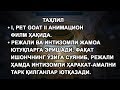 ТАҲЛИЛ: I, pet goat II анимацион филм ҳақида.