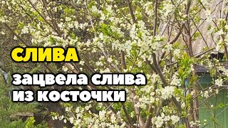 Зацвела слива из косточки | слива выросшая из косточки