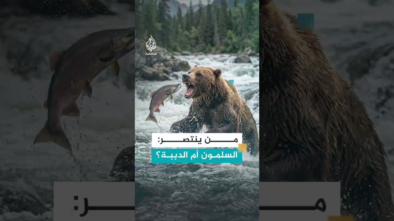 قفزة واحدة تفصل أسماك السلمون عن فكي الدببة
