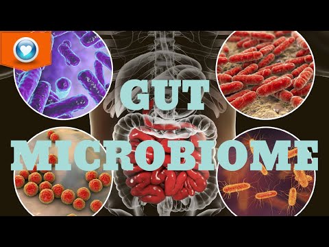 Why the Gut Microbiome Is Crucial for Your Health!