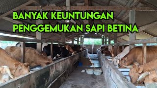 Penggemukan sapi betina mulai menjadi pilihan