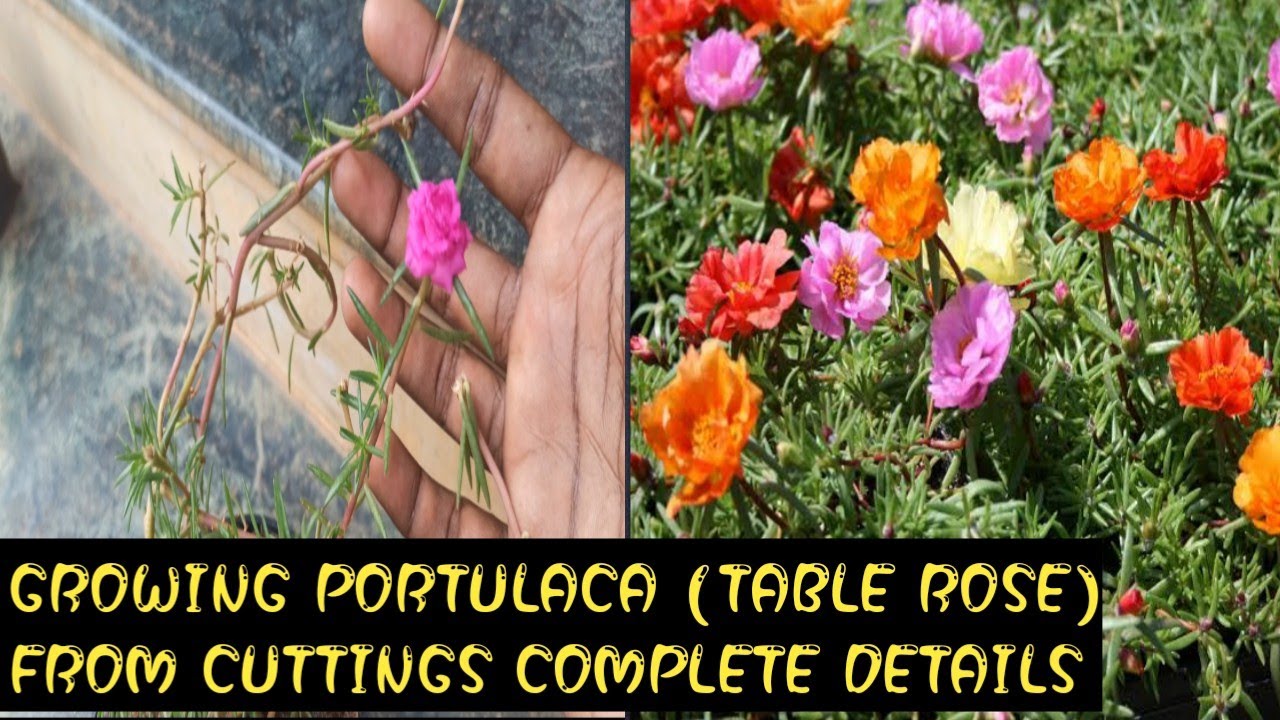 HOW TO GROW TABLE ROSE OR MOSS ROSE FROM CUTTINGS-FULL INFORMATION