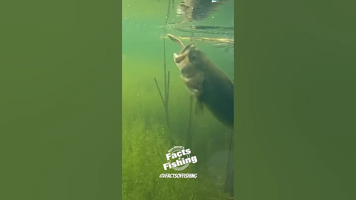 Bass Attacks a Frog!!! #shorts