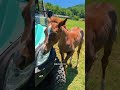 Shed updates on my Kennedy daughters! #Aqha #katievanslyke #foalsofinstagram