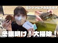【ミシシッピアカミミガメ】冬眠明け後のミドリガメ屋外水槽大掃除！！