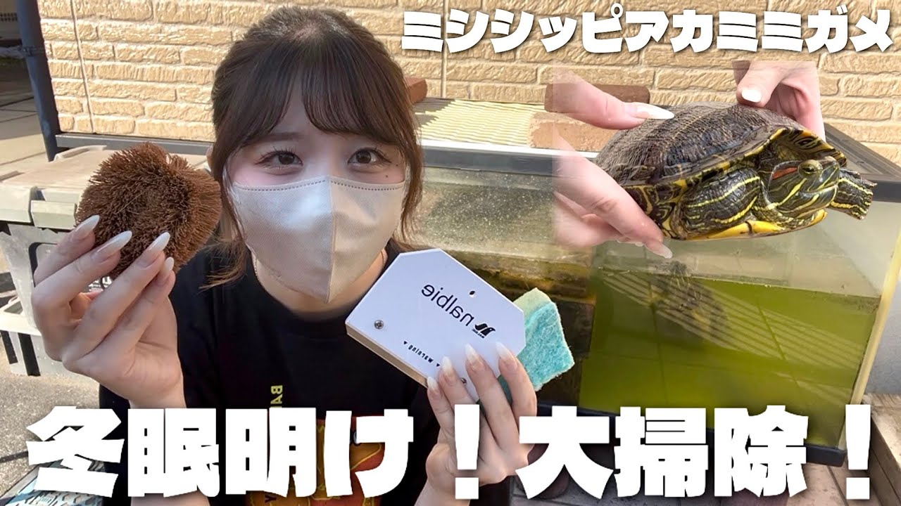 【ミシシッピアカミミガメ】冬眠明け後のミドリガメ屋外水槽大掃除！！