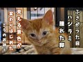 【目がふさがった300gの子を保護】目が開いてきたよ!・・卒業後の姿に感動