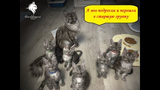 Котята мейнкун из старшой группы игры развлечения готовы к переезду