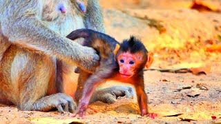 Smallest Newborn Monkey Wants To Walk Freely But Mom Refuse ! Vānarāḥ-KH