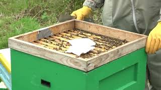 Applying Apiguard for winter treatment of Honeybees in Ireland EDIBEE PROJECT 2021 screenshot 5