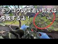 庭木の王様‼️モッコク剪定【1月】黒松の剪定前とその後