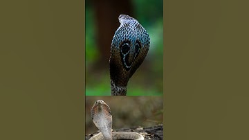 Mơ thấy rắn hổ mang là điềm gì?